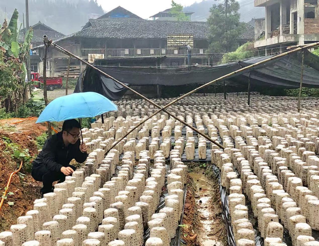 检查集中种植基地病虫害情况.jpg